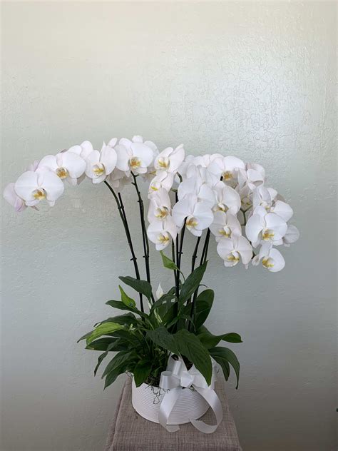 Phalaenopsis magic art